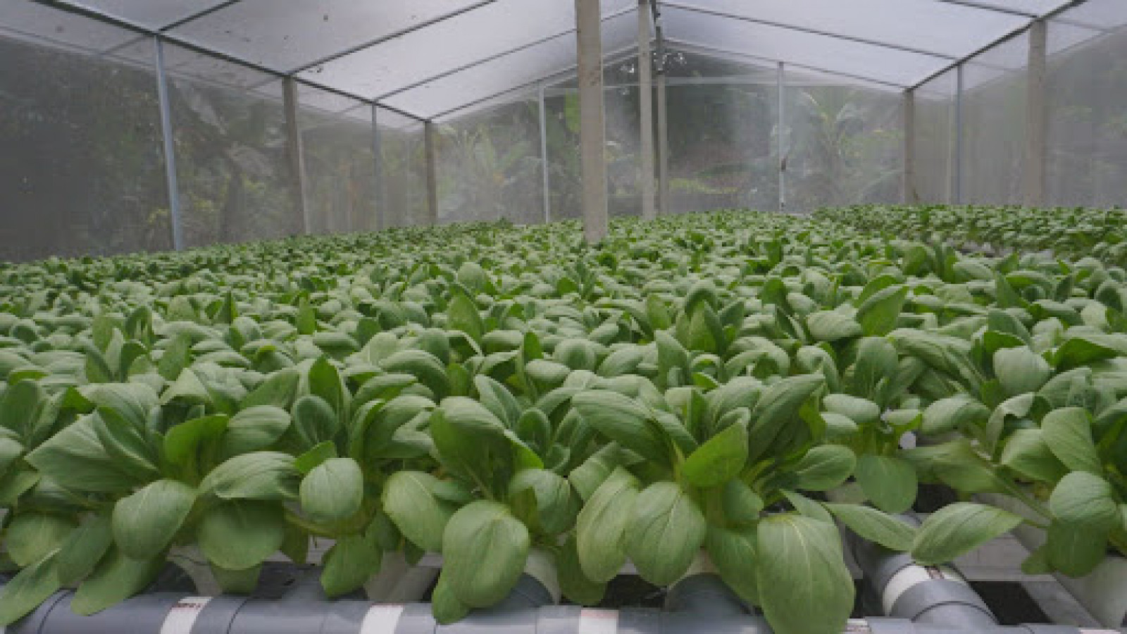 Aquaponic Food Production Solutions Catalog Kopernik